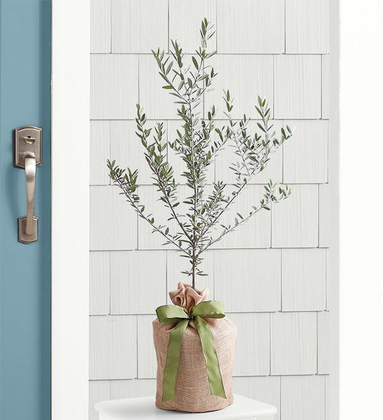 1800flowers.com | Olive Tree